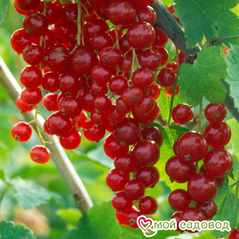 Красная смородина Дарница