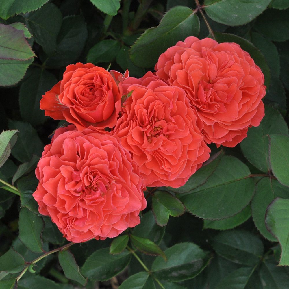 Роза Экланд де Кораил