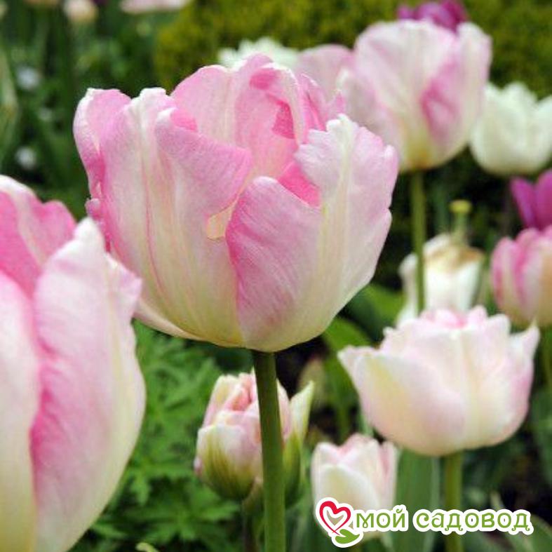 Тюльпан триумф Нью Дизайн