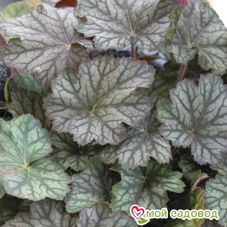 Гейхера Пино Нуар