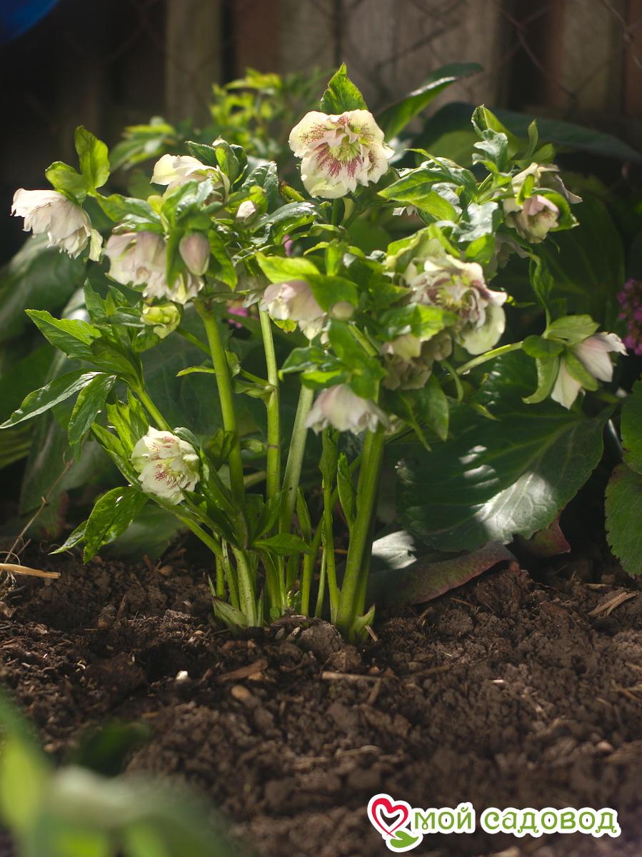 Морозник восточный Дабл Элен Йеллоу