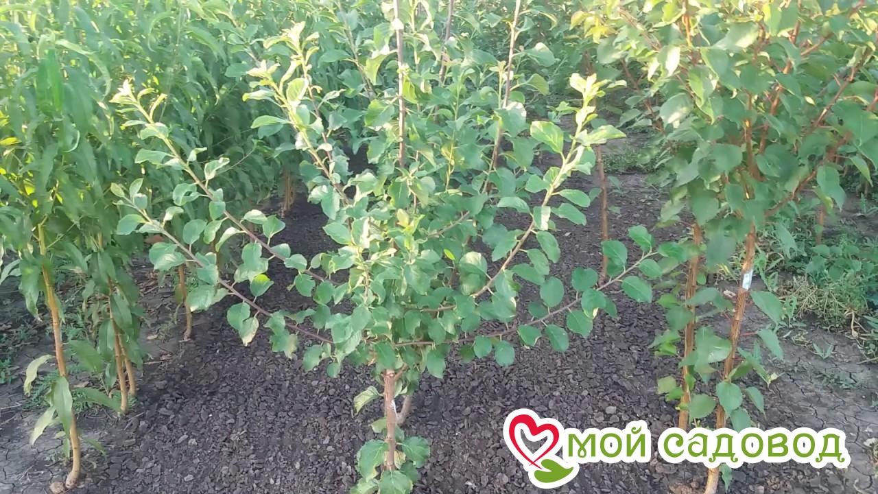 Слива Изумрудная Карля